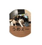 コロすけとみゃーこ（個別スタンプ：4）
