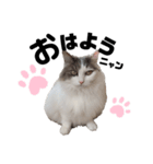 うちの飼い猫（ツナ）スタンプ第1弾（個別スタンプ：2）