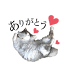 うちの飼い猫（ツナ）スタンプ第1弾（個別スタンプ：4）