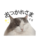 うちの飼い猫（ツナ）スタンプ第1弾（個別スタンプ：5）