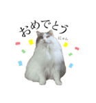うちの飼い猫（ツナ）スタンプ第1弾（個別スタンプ：7）