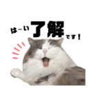 うちの飼い猫（ツナ）スタンプ第1弾（個別スタンプ：8）