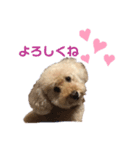 麦のお友だちのココアちゃん（個別スタンプ：3）