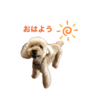 麦のお友だちのココアちゃん（個別スタンプ：5）