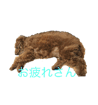 雄介ちゃん＆テンちゃん（個別スタンプ：5）