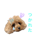 ベルスタ①（個別スタンプ：1）