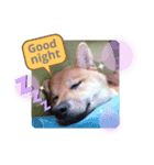 ちゃちゃのきもち。（個別スタンプ：1）