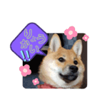 ちゃちゃのきもち。（個別スタンプ：4）