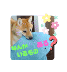 ちゃちゃのきもち。（個別スタンプ：5）