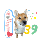 ちゃちゃのきもち。（個別スタンプ：6）