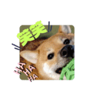 ちゃちゃのきもち。（個別スタンプ：7）