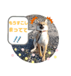 ちゃちゃのきもち。（個別スタンプ：8）