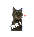 癖の強いねこ（個別スタンプ：1）