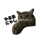 癖の強いねこ（個別スタンプ：2）