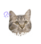 癖の強いねこ（個別スタンプ：4）