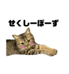 癖の強いねこ（個別スタンプ：6）