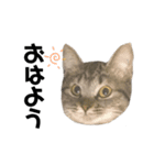 癖の強いねこ（個別スタンプ：7）