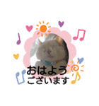 ゴマさんスタンプ（個別スタンプ：4）
