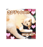 可愛い猫キュンとくる（個別スタンプ：1）