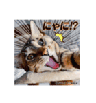 可愛い猫キュンとくる（個別スタンプ：2）