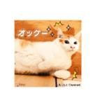 可愛い猫キュンとくる（個別スタンプ：3）