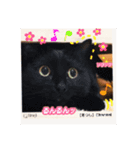 可愛い猫キュンとくる（個別スタンプ：4）