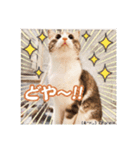 可愛い猫キュンとくる（個別スタンプ：5）