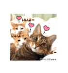 可愛い猫キュンとくる（個別スタンプ：6）