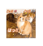可愛い猫キュンとくる（個別スタンプ：7）