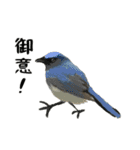 自由きままな野鳥の仲間たち（個別スタンプ：13）