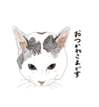 ゆるりおはなしキャット（個別スタンプ：1）