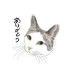 ゆるりおはなしキャット（個別スタンプ：2）