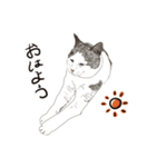 ゆるりおはなしキャット（個別スタンプ：3）