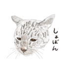 ゆるりおはなしキャット（個別スタンプ：6）