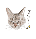ゆるりおはなしキャット（個別スタンプ：7）