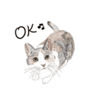 ゆるりおはなしキャット（個別スタンプ：11）