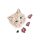 ゆるりおはなしキャット（個別スタンプ：12）