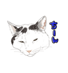 ゆるりおはなしキャット（個別スタンプ：15）
