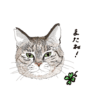 ゆるりおはなしキャット（個別スタンプ：16）