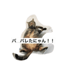マンチカンのレオ（個別スタンプ：1）