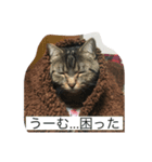 マンチカンのレオ（個別スタンプ：4）