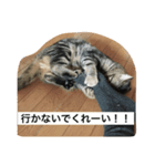 マンチカンのレオ（個別スタンプ：8）