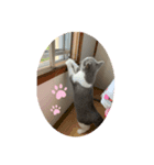 そらくん♂ブリティッシュショートヘア（個別スタンプ：7）