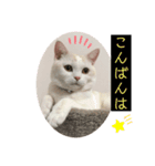 日常会話(REN)（個別スタンプ：4）