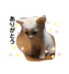 日常会話(REN)（個別スタンプ：5）