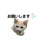 日常会話(REN)（個別スタンプ：7）