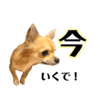 チワワである。（個別スタンプ：7）