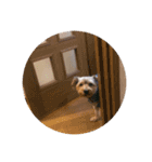 ヨークシャテリアのもんちゃん（個別スタンプ：3）