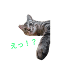 我が家の猫たち②（個別スタンプ：1）