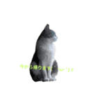 我が家の猫たち②（個別スタンプ：2）